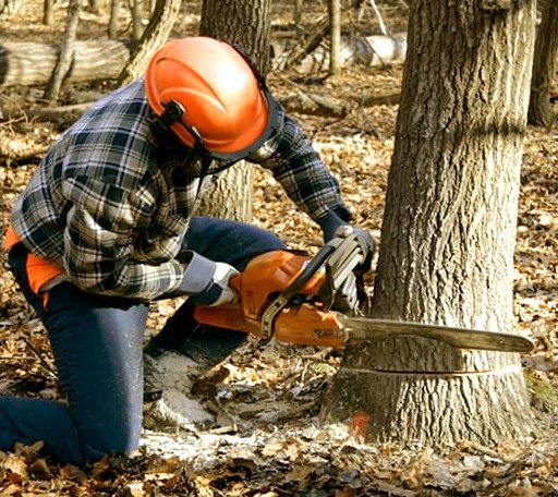 Tree Removal in Jackson, WI